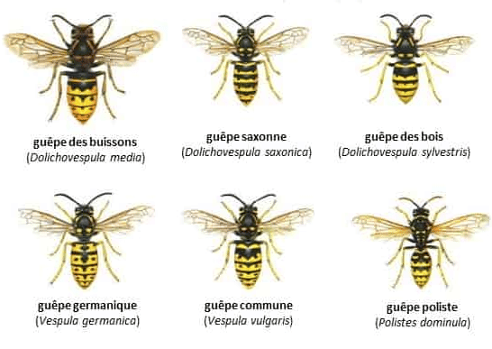 Nid d’abeilles, tout savoir image 23 - Nid d’abeilles, tout savoir