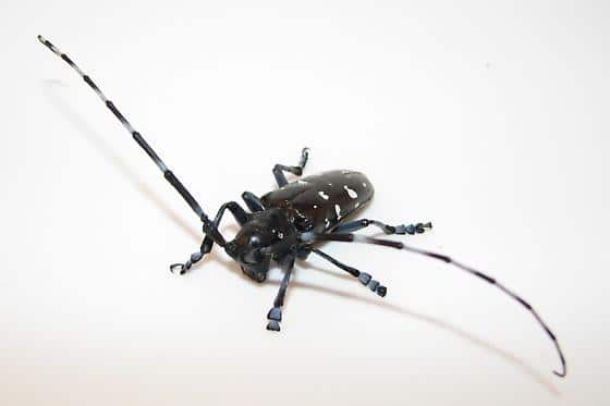Les insectes asiatiques : entre invasion et équilibre biologique longicorne asiatique - Les insectes asiatiques : entre invasion et équilibre biologique