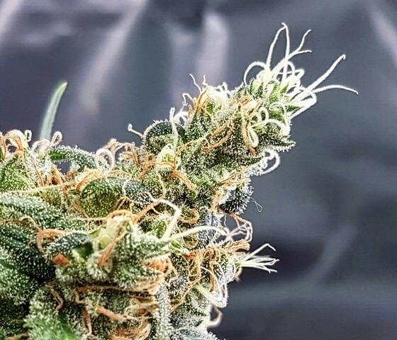 Glueberry Feminised Seeds by Expert Seeds