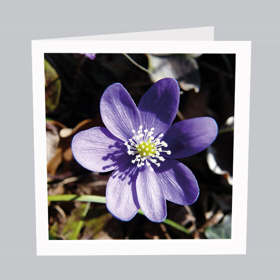 Postkarte_Blumen_B003