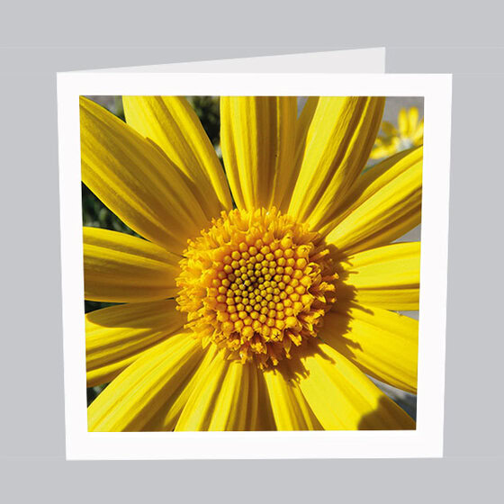 Postkarte_Blumen_B004