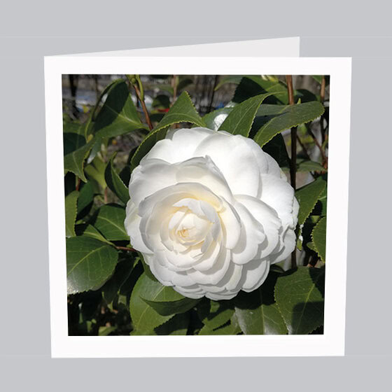 Postkarte_Blumen_B006