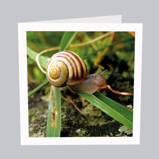 Tierkarte_Schnecke