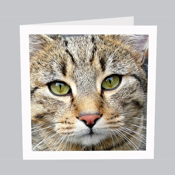 Tierkarte_Katze_T007