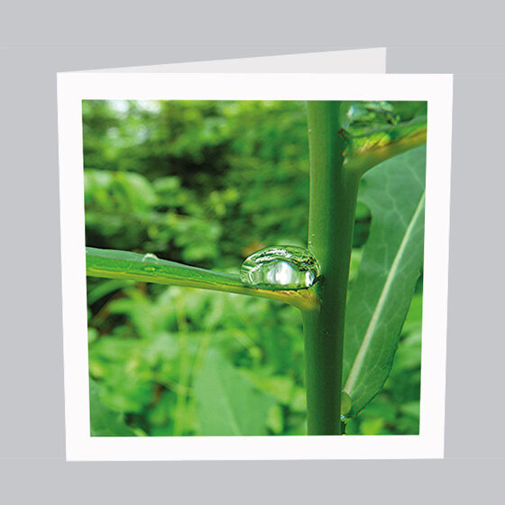 Naturkarten Wassertropfen