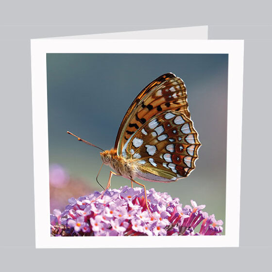 Schmetterlingskarte