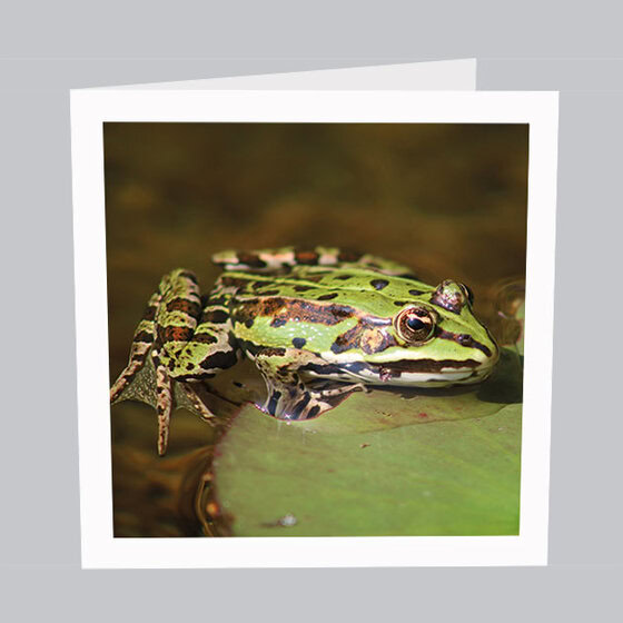 Tierkarte Frosch
