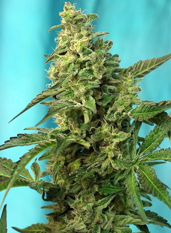 Green Poison FAST Version Feminised Cannabis Seeds by Sweet Seeds