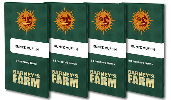 Runtz Muffin Feminised Cannabis Seeds by Barney's Farm Seeds