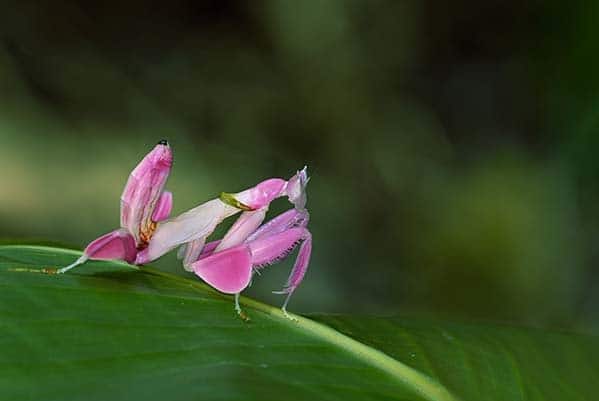 Les insectes asiatiques : entre invasion et équilibre biologique mante orchidee - Les insectes asiatiques : entre invasion et équilibre biologique