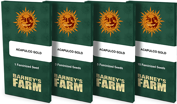 Acapulco Gold Feminised Cannabis Seeds by Barney's Farm Seeds