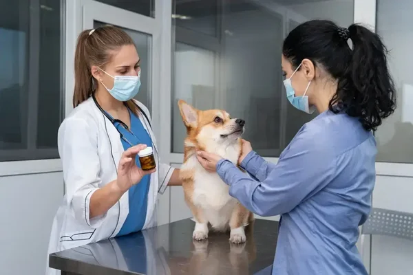 Caring veterinary professionals examine a calm corgi during a routine health checkup.