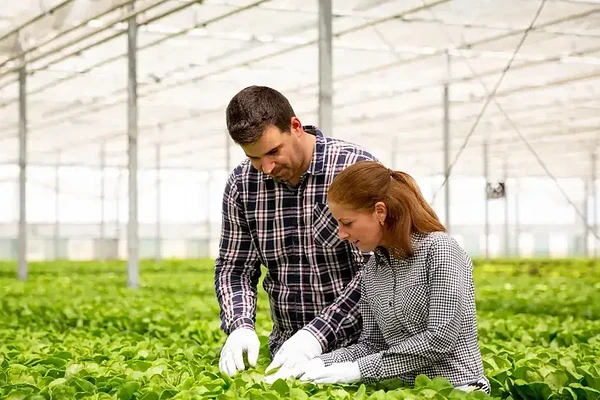Dedicated teamwork in a vibrant greenhouse, nurturing healthy plants under bright, filtered sunlight.