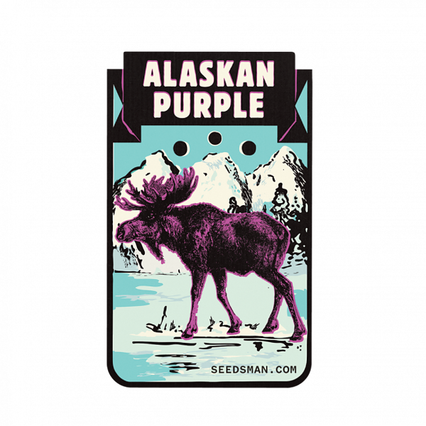 Seedsman Alaskan Purple Feminised