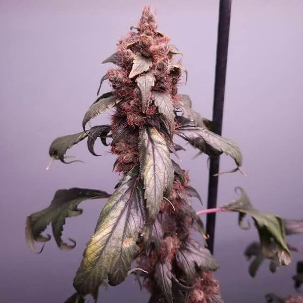 Pink Nova Regular Cannabis Seeds