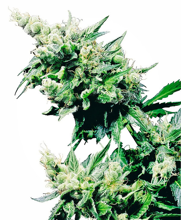Hash Plant Regular Cannabis Seeds by Sensi Seeds