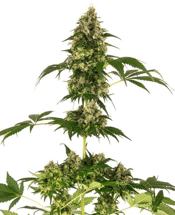 Cobalt Haze Feminised Cannabis Seeds by Sensi Seeds