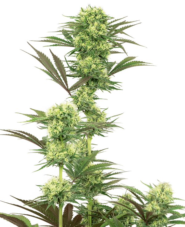 Guava Jelly Feminised Cannabis Seeds by White Label Seed Company