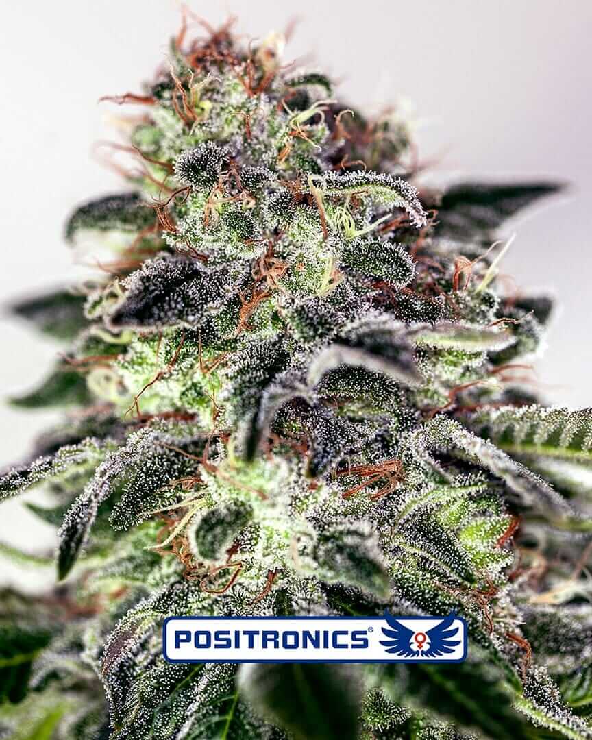 Sticky Dream Express Auto Feminised Cannabis Seeds by Positronics