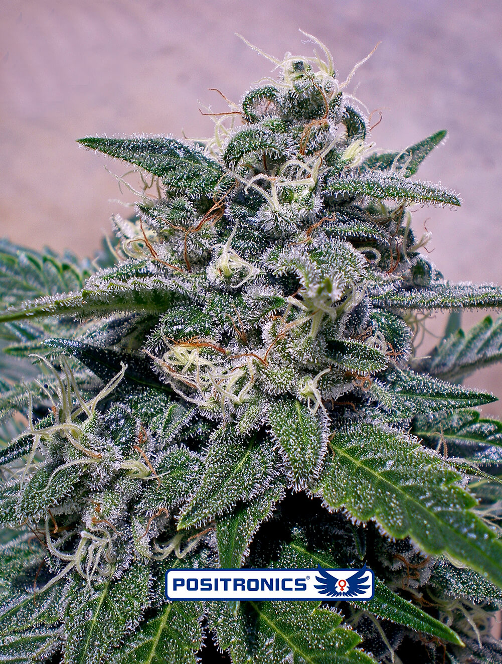 Supercheese Feminised Cannabis Seeds by Positronic Seeds
