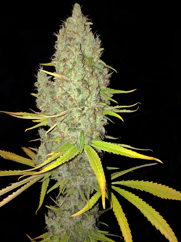 Chicle aka BubbleDawg Feminised Cannabis Seeds by T.H. Seeds