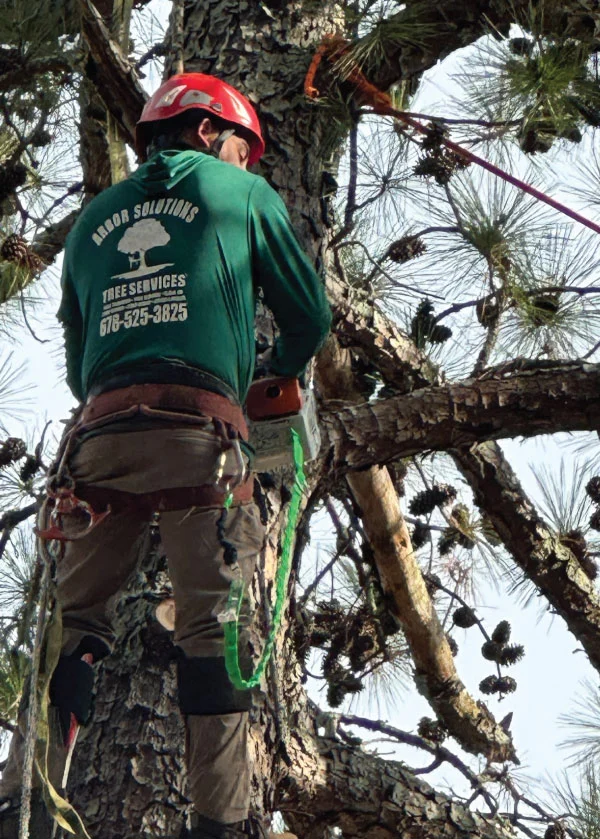Arbor Solutions Tree Climber Arborist