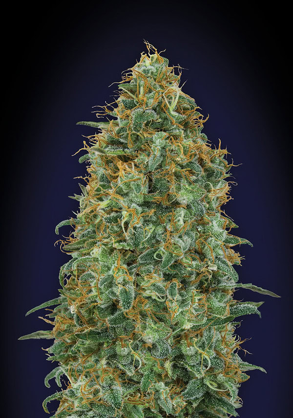 Blueberry Feminised Cannabis Seeds by 00 Seeds