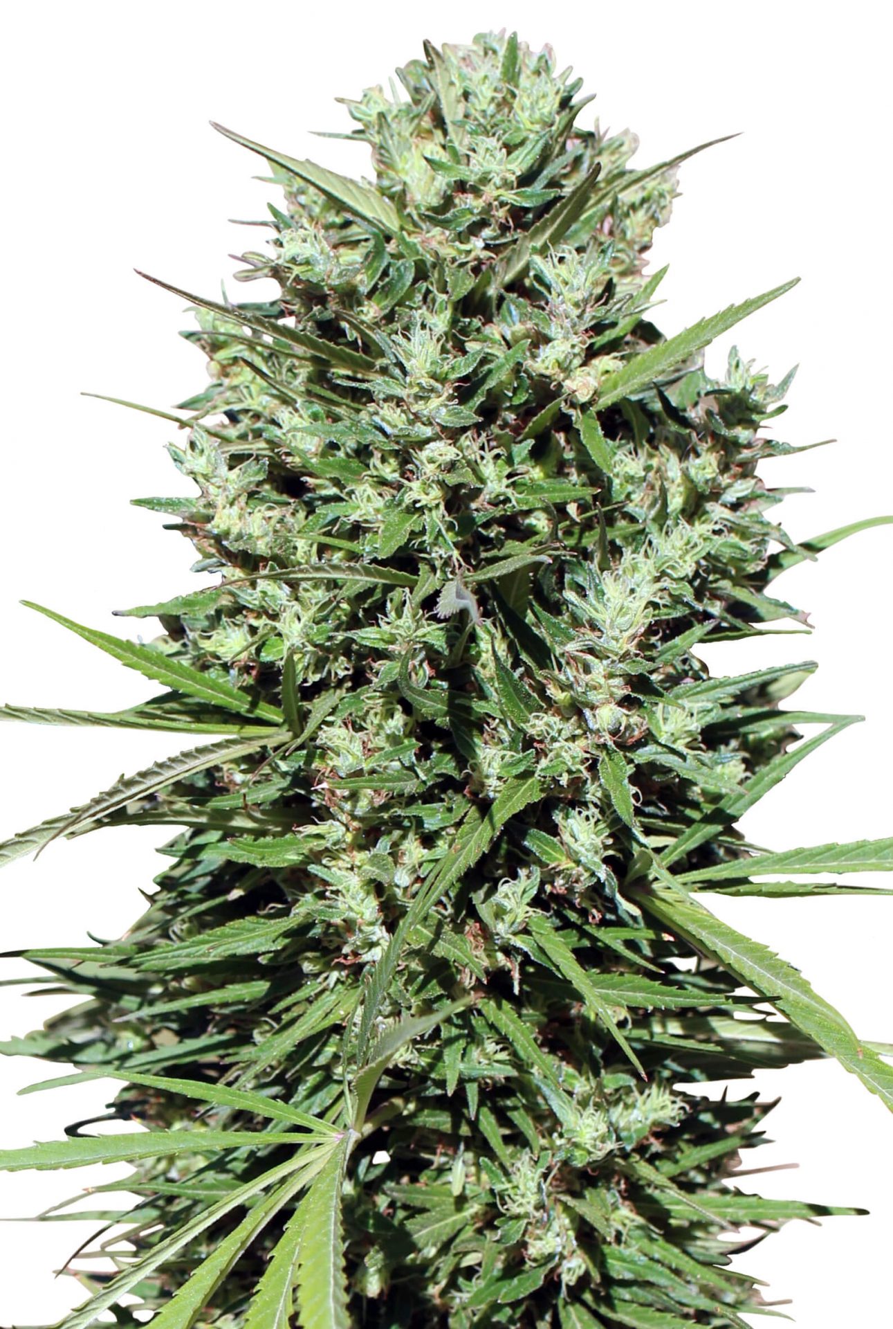 Morocco Beldia Kif Cannabis Seeds by Ace Seeds