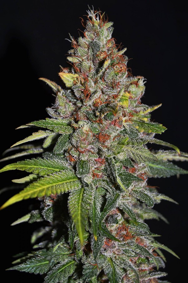 Tropical Punch Feminised Cannabis Seeds by G13 Labs