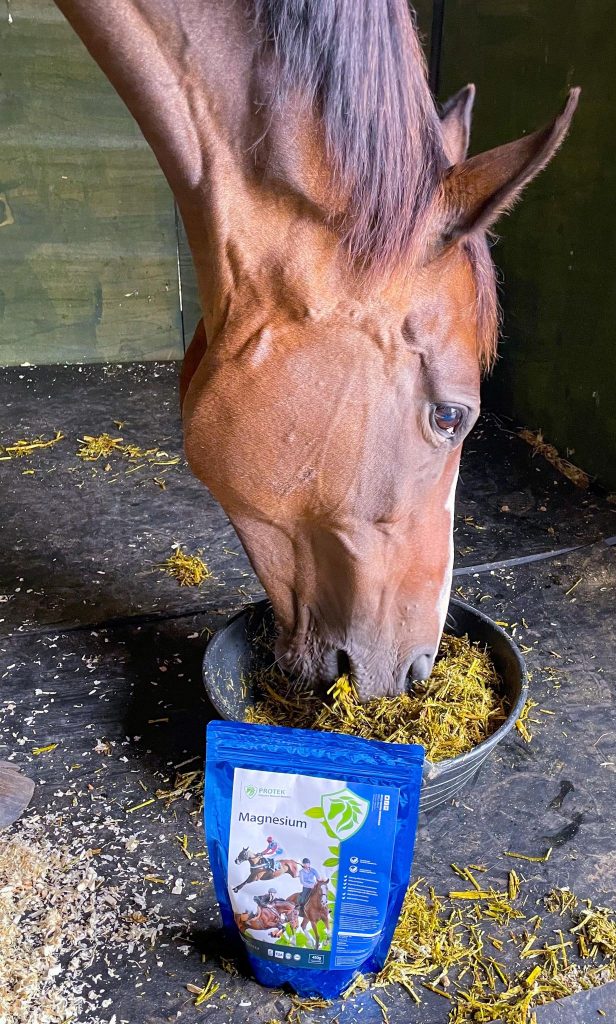 natural calm horse