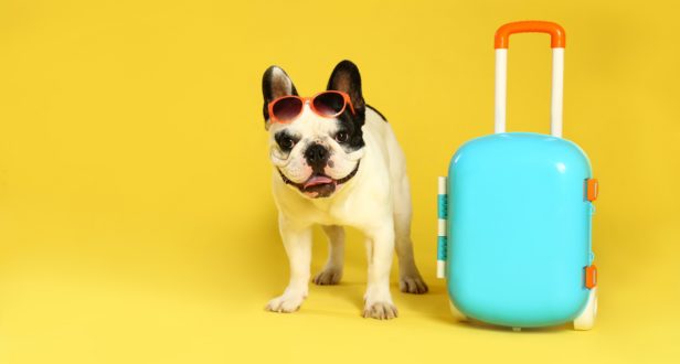 pet friendly hotel in carlsbad