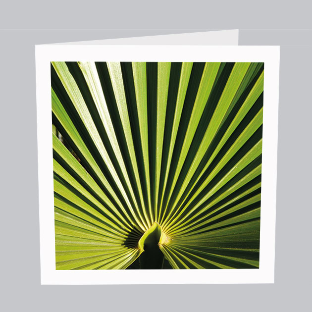 Naturkarte Palmblatt N037