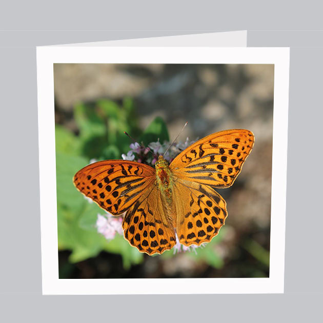 Schmetterlingkarte_T010