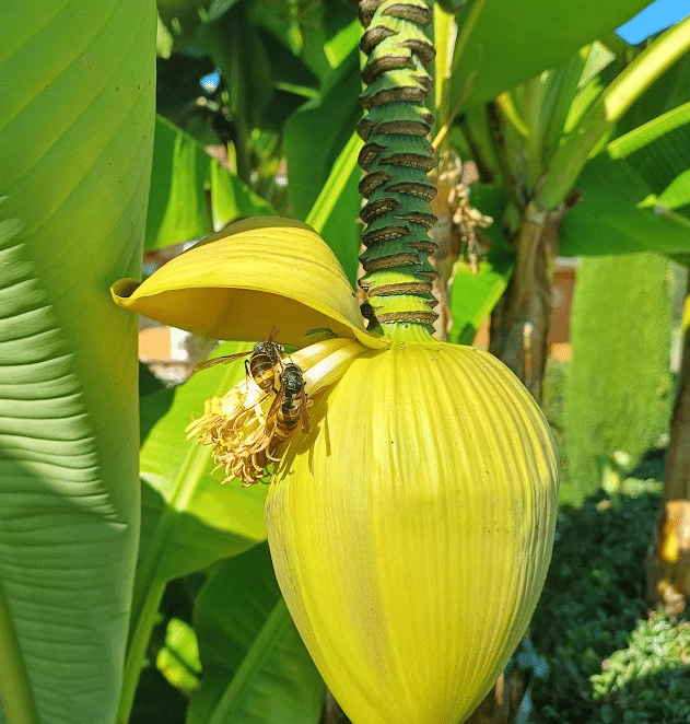 image 38 - Quelles plantes et fleurs attirent les frelons ?