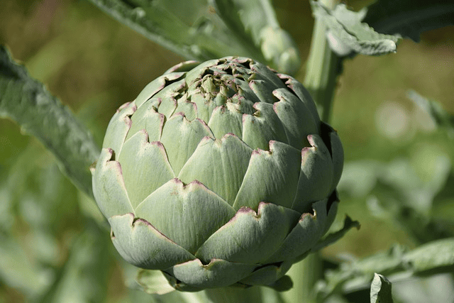 aliments sains