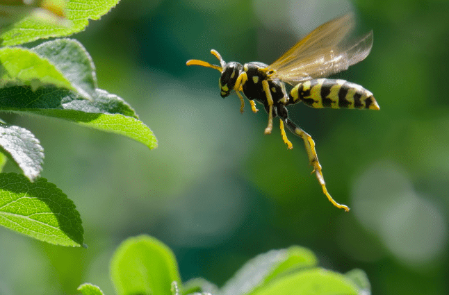 Les guêpes, biologie, les différentes espèces, les solutions image 6 - Les guêpes, biologie, les différentes espèces, les solutions