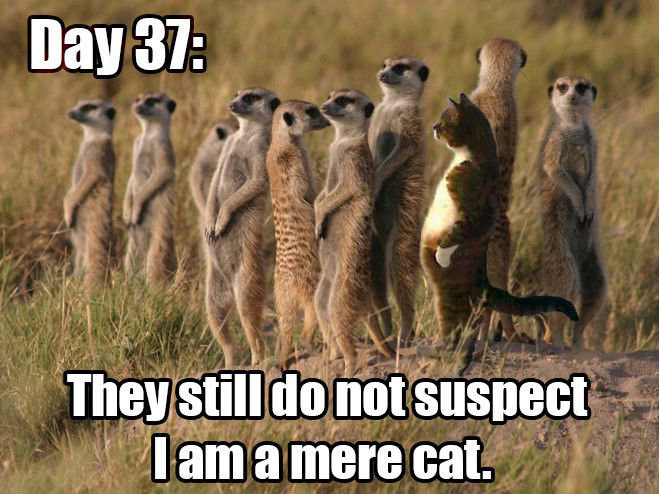 Giorno 37: Non sospettano ancora che io sia un semplice gatto.