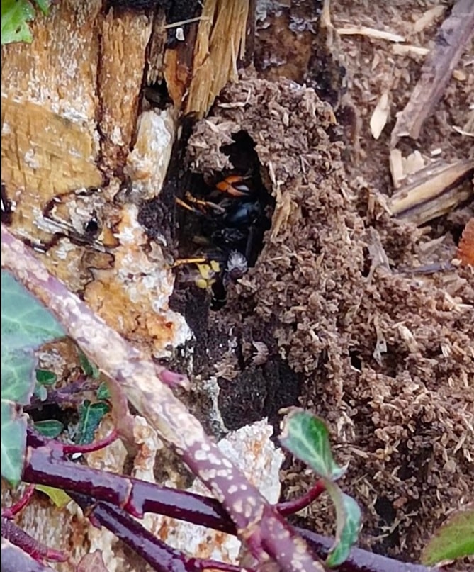 reine frelon asiatique endormie lhiver - Une vague de froid peut-elle &eacute;liminer le frelon asiatique ?