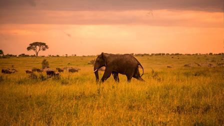 4 days Kenya safari Masai Mara and Lake Naivasha