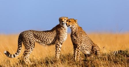 6 days Best Kenya Tanzania Safari Tour East Africa Cheetah Masai Mara.