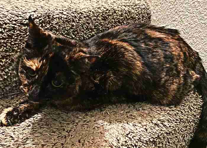 Pretty Tortoiseshell Cat For Adoption in Portland (Cornelius) Oregon