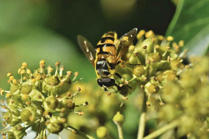 image 5 - La mouche : identification, mode de vie et méthodes d’extermination