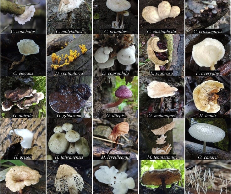 필리핀 야생 버섯