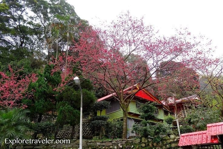 A Worldwide Tea Adventure - A tree in front of a house - Cherry blossom