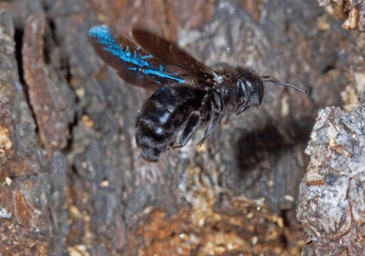 Le xylocope. Cette grosse abeille bleue souvent appelée bourdon noir image 69 - Le xylocope. Cette grosse abeille bleue souvent appelée bourdon noir