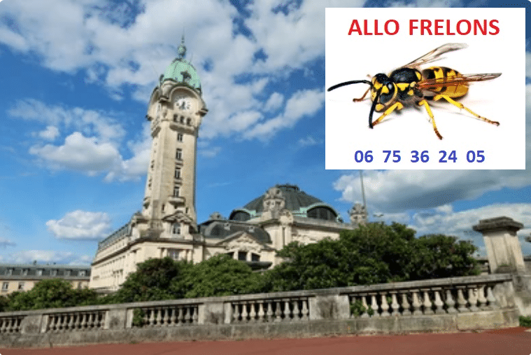 image 13 - Entreprise de destruction des nids de gu&ecirc;pes et frelons en Haute-Vienne (87), ALLO FRELONS