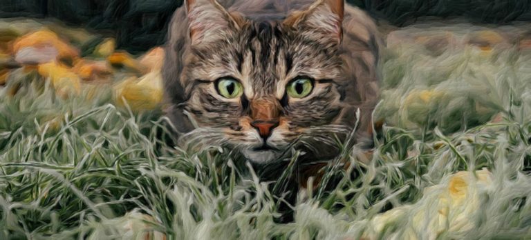 Die Katze Carla hockt im Gras und fixiert ihr Ziel
