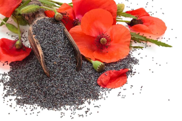 Pile of poppy seeds spilled from a split seed pod, surrounded by vibrant red poppy flowers and green leaves on a white background, perfect for the best Polish poppy seed recipes.
