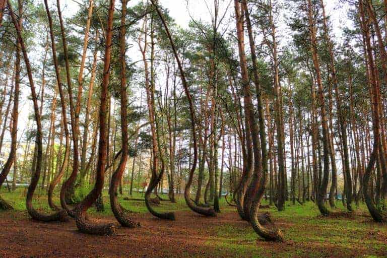 A forest in Poland with numerous pine trees featuring curved trunks near the base, growing at an angle before straightening upward. Grass and patchy soil cover the ground—one of the best places to see on off the beaten path holidays.