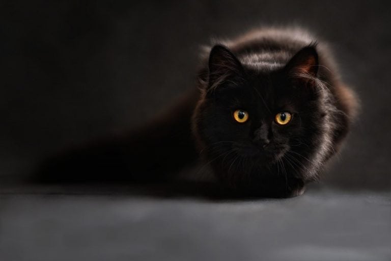A black cat with bright yellow eyes crouches against a dark background, looking directly at the camera&mdash;almost as if it's ready to share some surprising Poland trivia.